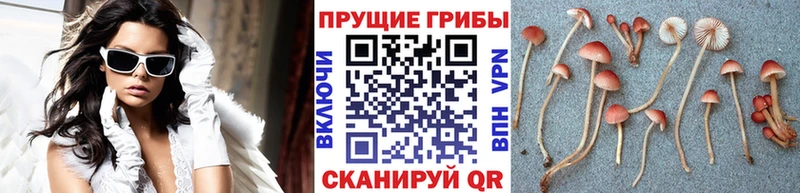 Псилоцибиновые грибы MAGIC MUSHROOMS  Западная Двина 